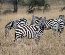 The zebra on the prairie Stock Photo 01