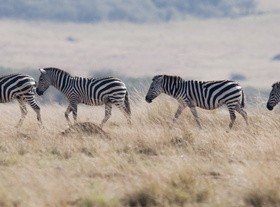The zebra on the prairie Stock Photo 02
