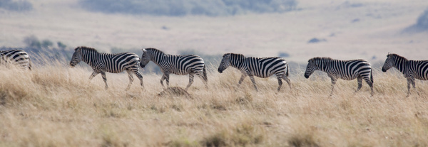 The zebra on the prairie Stock Photo 02