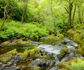 Through the woods of the stream Stock Photo 01