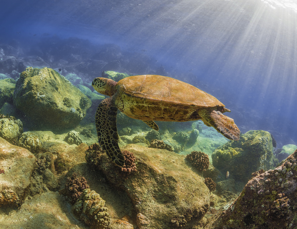 Turtle in ocean Stock Photo 01