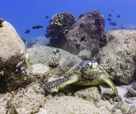 Turtle in ocean Stock Photo 02