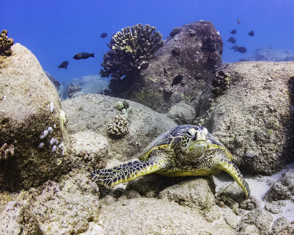 Turtle in ocean Stock Photo 02