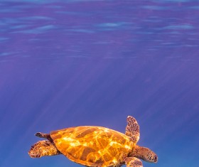Turtle in ocean Stock Photo 03
