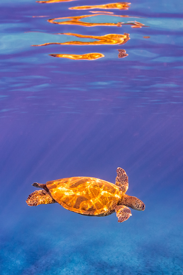Turtle in ocean Stock Photo 03