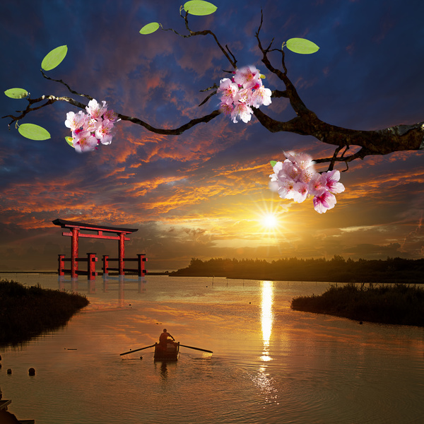 Twilight cherry blossoms Stock Photo