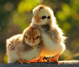 Two chicks Stock Photo