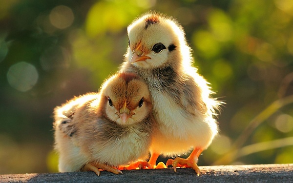 Two chicks Stock Photo