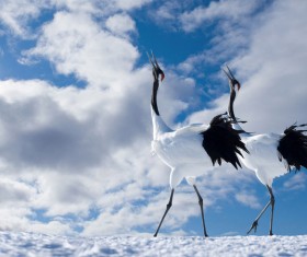 Two cranes Stock Photo