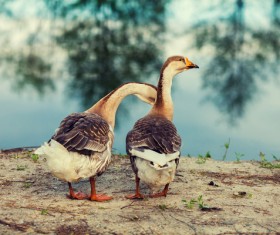Two gray goose Stock Photo
