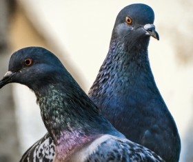 Two pigeons Stock Photo