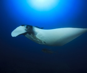 Underwater world roker Stock Photo 01