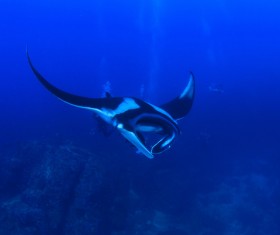 Underwater world roker Stock Photo 02