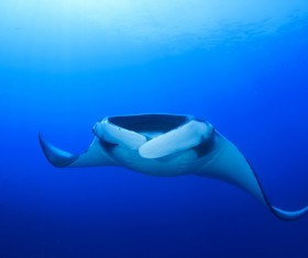 Underwater world roker Stock Photo 03