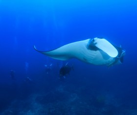 Underwater world roker Stock Photo 04