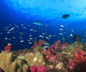 Underwater world roker Stock Photo 05