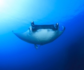 Underwater world roker Stock Photo 06