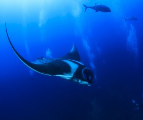 Underwater world roker Stock Photo 07