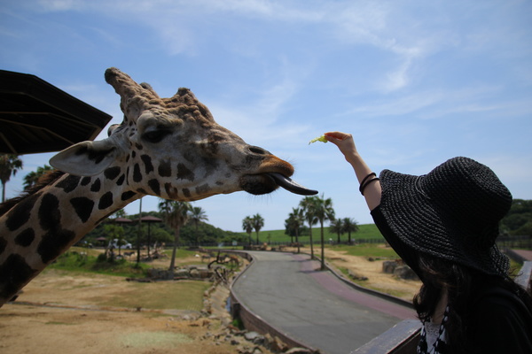 Visitors feed giraffes Stock Photo
