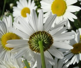 White chamomile Stock Photo 01