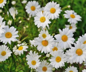 White chamomile Stock Photo 02