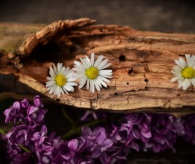 White chamomile on the wood Stock Photo