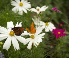 White chrysanthemum Stock Photo