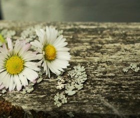 White chrysanthemum on the board Stock Photo 01