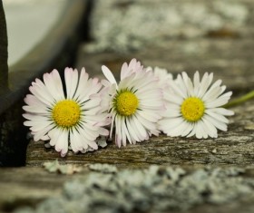 White chrysanthemum on the board Stock Photo 02