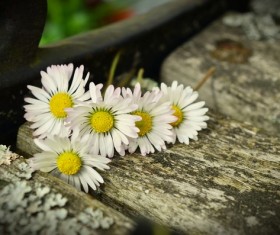 White chrysanthemum on the board Stock Photo 03