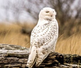 White owl Stock Photo