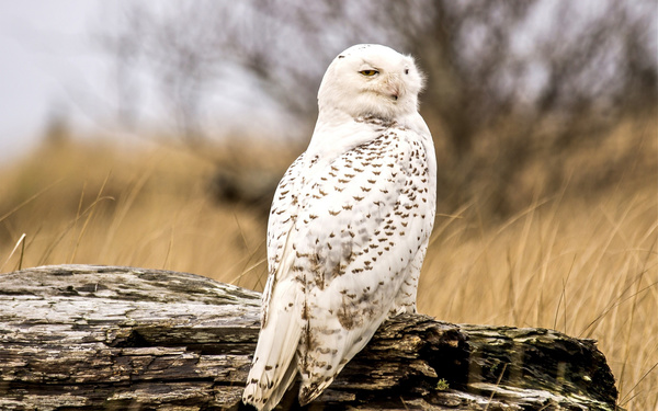 White owl Stock Photo
