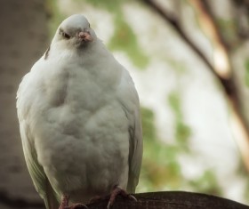 White pigeons Stock Photo 01