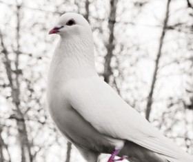 White pigeons Stock Photo 02