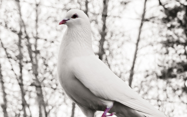 White pigeons Stock Photo 02