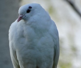 White pigeons Stock Photo 03