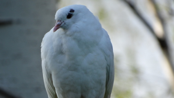 White pigeons Stock Photo 03