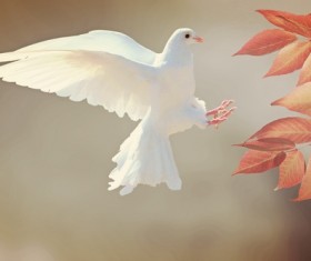 White pigeons and leaves Stock Photo