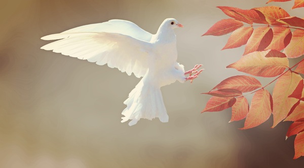 White pigeons and leaves Stock Photo