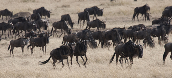 Wild cattle on the prairie Stock Photo