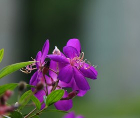 Wild peony Stock Photo