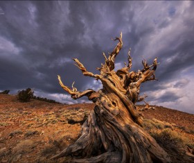 Withered tree Stock Photo