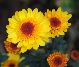 Yellow chrysanthemum Stock Photo