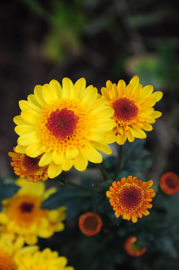 Yellow chrysanthemum Stock Photo