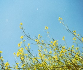 Yellow rape Stock Photo