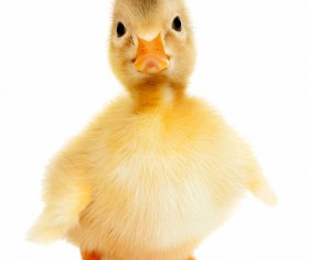 Young goose Stock Photo