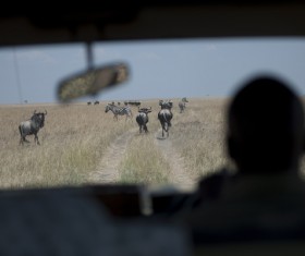 Zebra and buffalo on the prairie Stock Photo