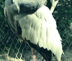 Zoo cranes Stock Photo