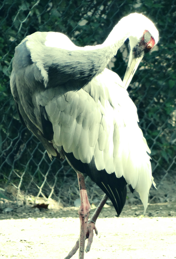 Zoo cranes Stock Photo