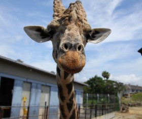 Zoo giraffe Stock Photo